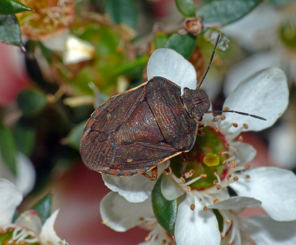 Tholosanus