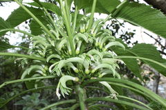 Delissea waianaeensis