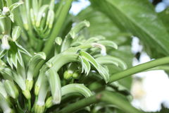 Delissea waianaeensis