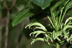 Delissea waianaeensis