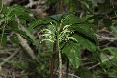 Delissea waianaeensis