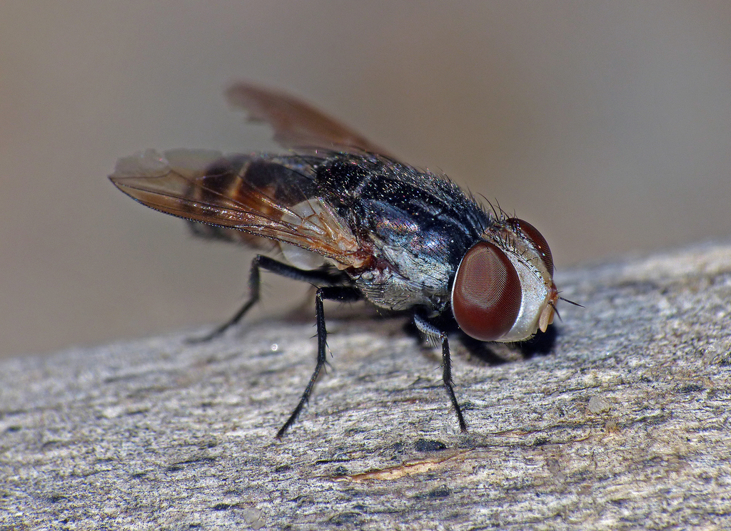 Protomiltogramma laticeps