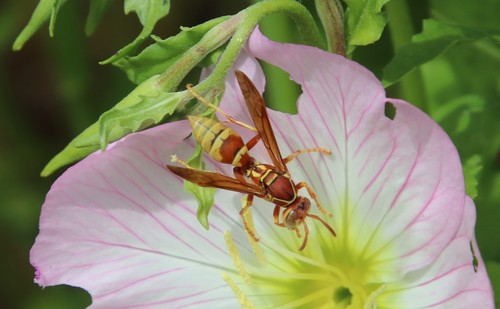 Hunter's Little Paper Wasp photo 5