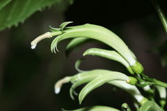 Delissea waianaeensis