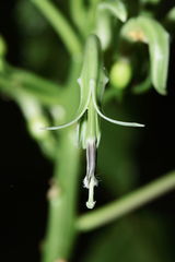 Delissea waianaeensis