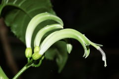 Delissea waianaeensis