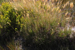 Pseudopentameris macrantha