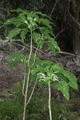 Delissea waianaeensis
