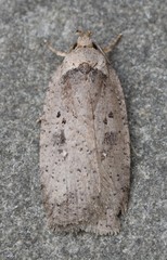 Agonopterix argillacea