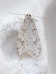 Semioscopis megamicrella