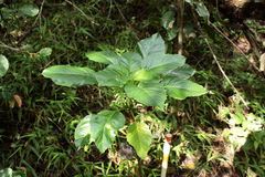 Delissea waianaeensis