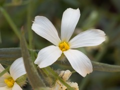 Phlox tenuifolia