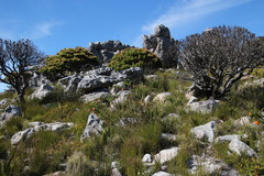 Liparia splendens splendens