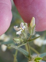 Phlox tenuifolia