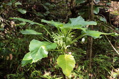 Delissea waianaeensis