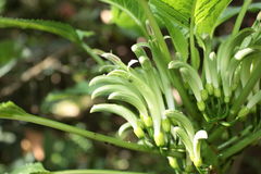 Delissea waianaeensis