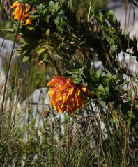 Liparia splendens splendens