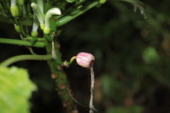 Delissea waianaeensis