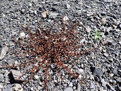 Epilobium microphyllum