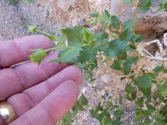 Brickellia atractyloides
