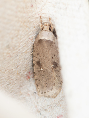 Agonopterix canadensis