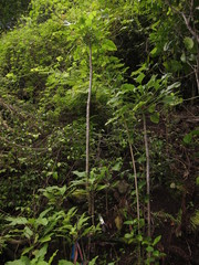 Delissea waianaeensis