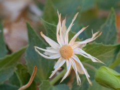 Brickellia atractyloides