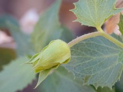 Brickellia atractyloides