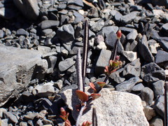Epilobium microphyllum