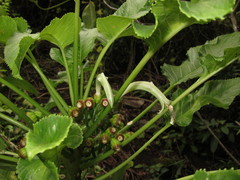 Delissea waianaeensis