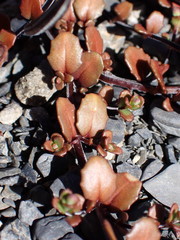 Epilobium microphyllum