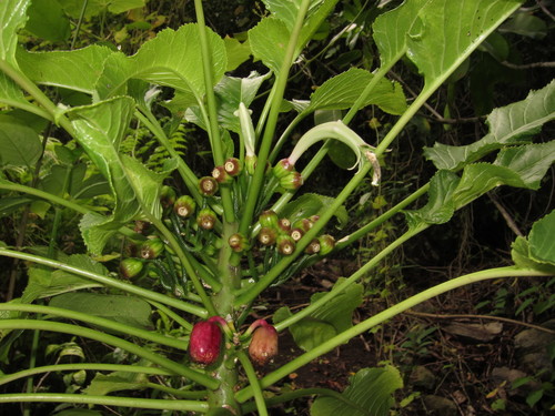 Delissea waianaeensis