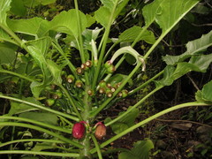 Delissea waianaeensis