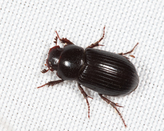 Stenotothorax badipes