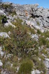 Liparia splendens splendens