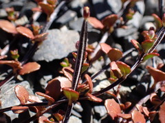 Epilobium microphyllum