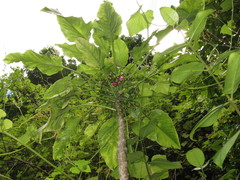 Delissea waianaeensis