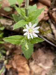 Stellaria corei
