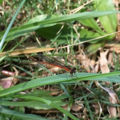 Agriocnemis exsudans