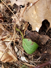Pyrola elliptica