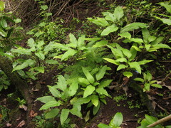 Delissea waianaeensis