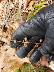 Pyrola elliptica