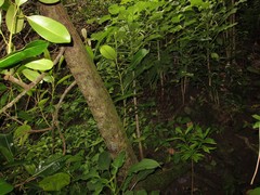Delissea waianaeensis