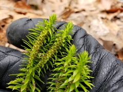 Huperzia lucidula