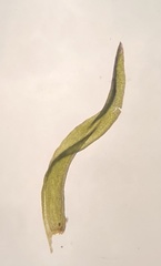 Amphidium mougeotii