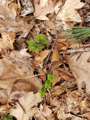 Huperzia lucidula