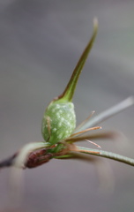 Dryocosmus quercuslaurifoliae