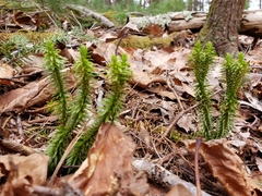 Huperzia lucidula