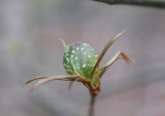 Dryocosmus quercuslaurifoliae
