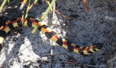 Homoroselaps lacteus